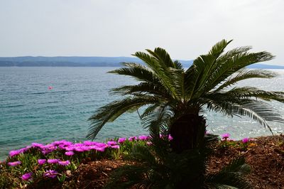 Beach House with pool Nemira, Omis Rivera