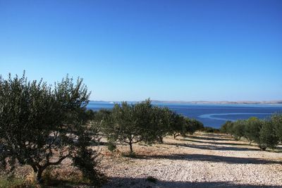 Zizanj Island Luxury Villa With Private Beach and Pool