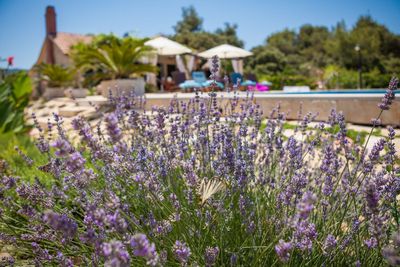 Charming Croatian Beach Villa Mirca with Pool 