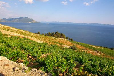 Luxury Stone Villa with Pool, Private Beach, and Own Helipad Peljesac Peninsula 