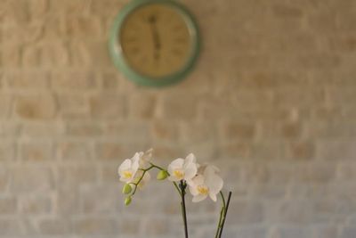 5 Star Villa with Pool, Sauna, and Fitness Room in Island Hvar