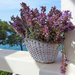 Exclusive Beachfront Luxurious Property in Ciovo near Trogir