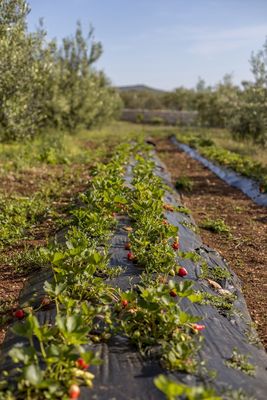 Island Brac Family Holiday House with Pool within amazing Private Yard and Olive Groves in Sutivan