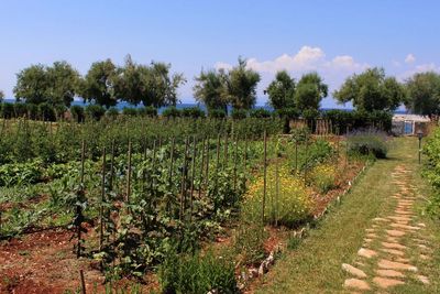 Luxury Croatian Villa Mirca