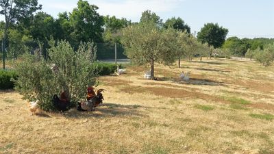 Countryside Holiday Villa with Swimming Pool in Zadar Area