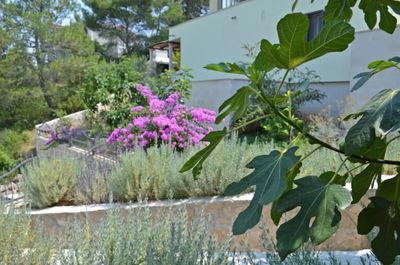 Croatia villa with pool Splitska